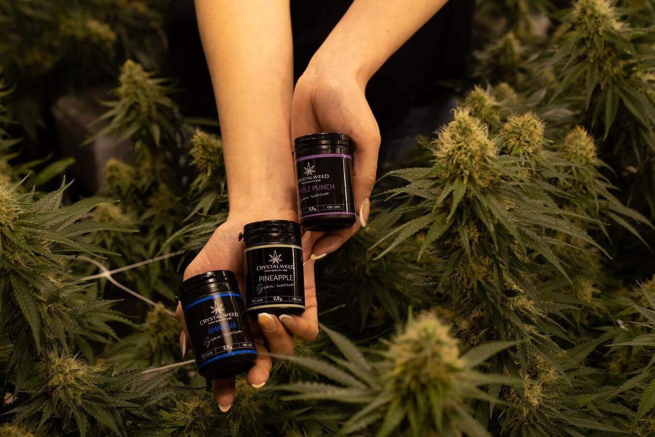Lehrlingsportal.at Hände, die drei Gläser über einer Cannabispflanze halten.