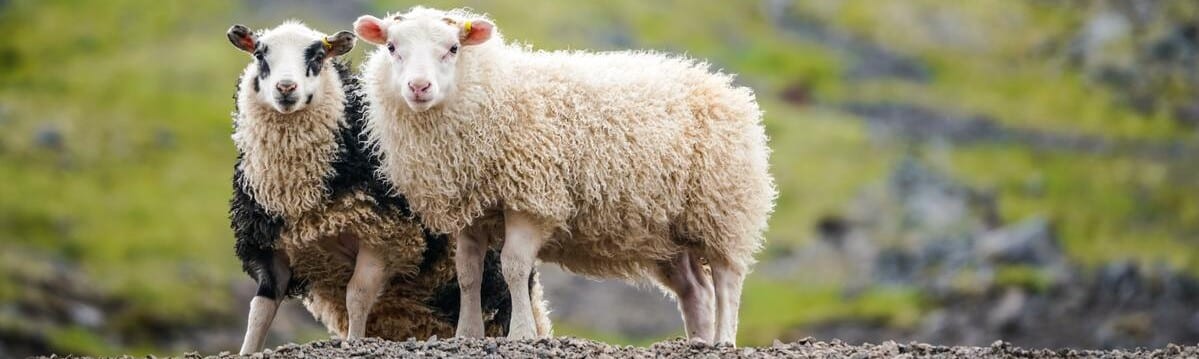 Lehrlingsportal.at Zwei Schafe mit gekräuselter Wolle stehen dicht beieinander auf felsigem Grund, das eine überwiegend weiß, das andere schwarz-weiß, vor einem verschwommenen grünen Hintergrund.