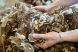 Lehrlingsportal.at Zwei Hände halten und untersuchen ein großes Bündel roher, unverarbeiteter Wollfasern.