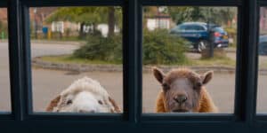 Lehrlingsportal.at Zwei Schafe blicken von außen durch den unteren Teil einer Glastür, während im Hintergrund ein geparktes Auto und Grünflächen zu sehen sind.