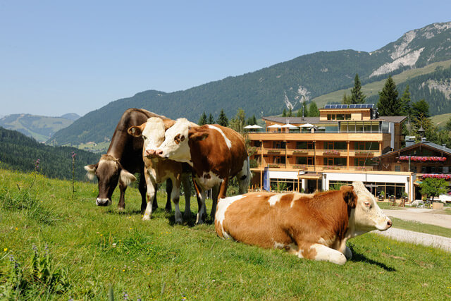 Aussenansicht Hotelanlage mit Kühen im Vordergrund