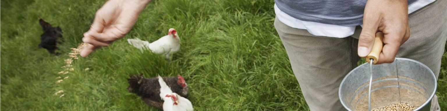 Bäuerin mit Kübel in der Hand füttert ihre Hühner