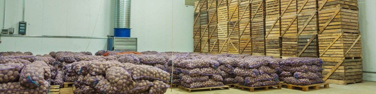 in lila abgepackten Netzen werden die Kartoffeln im Lager aufeinander gestapelt