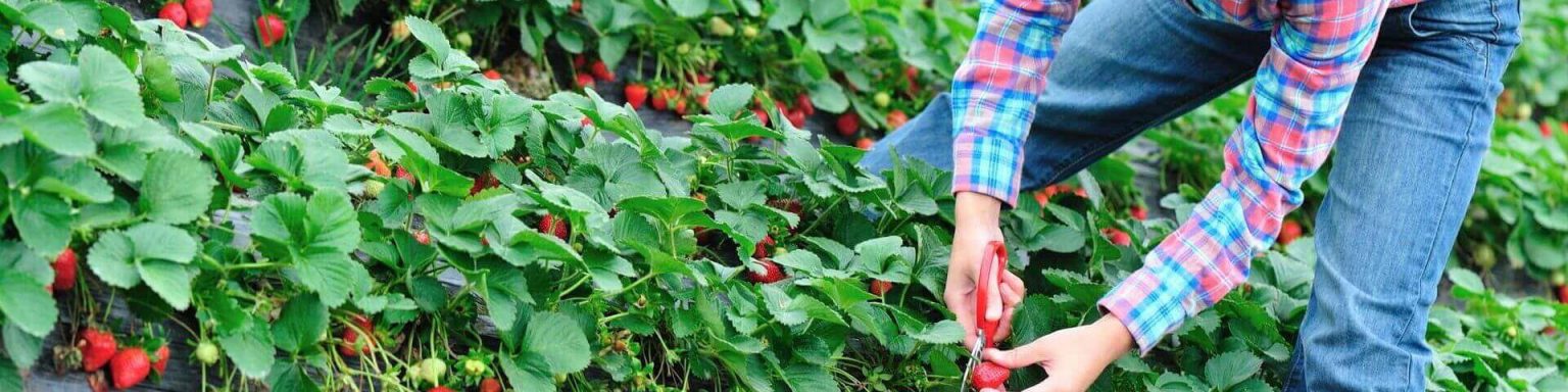 Obstbäuerin arbeitet in einem großen Erdbeerfeld